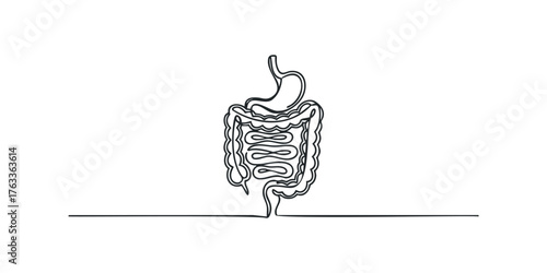 Continuous line drawing of stomach and intestines anatomy