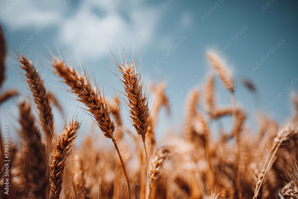 Obraz premium Wheat fields sway gently under a bright blue sky during the warm summer afternoon