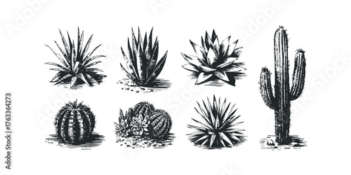 Set of hand-drawn desert plants and cacti