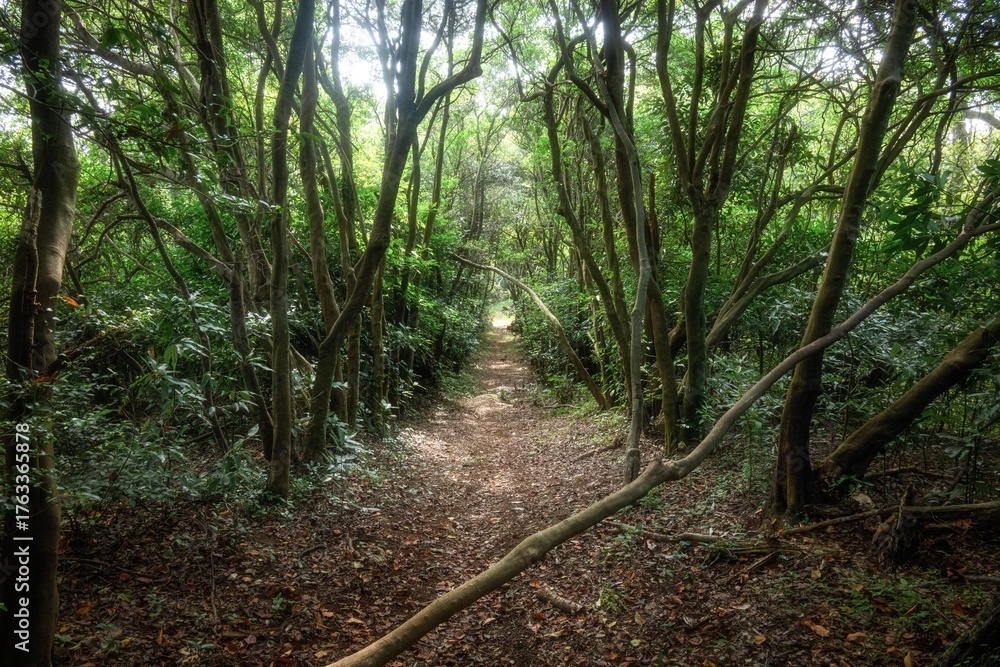 Obraz premium 新緑が濃い夏の登山風景 