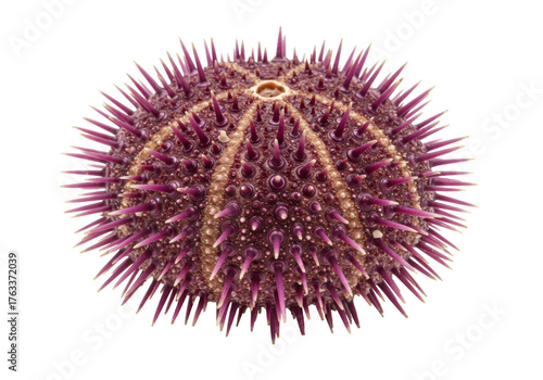 Foto Isolated spiky sea urchin with purple and brown colors, exotic marine animal clo