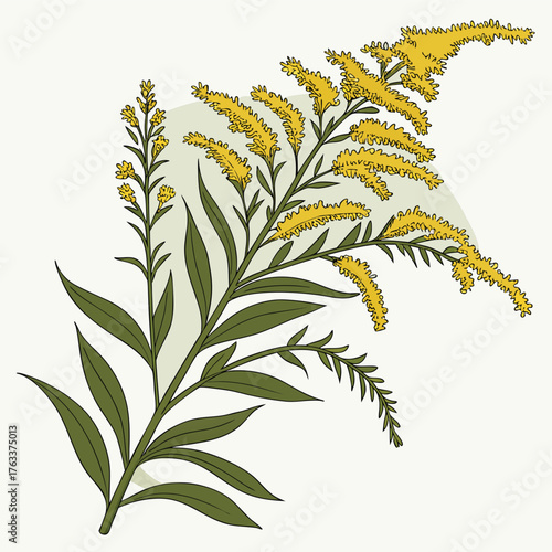 Goldenrod Botanical Illustration: A stunning botanical illustration showcases the delicate beauty of goldenrod, with its vibrant yellow blooms and lush green foliage, a symbol of late summer splendor.