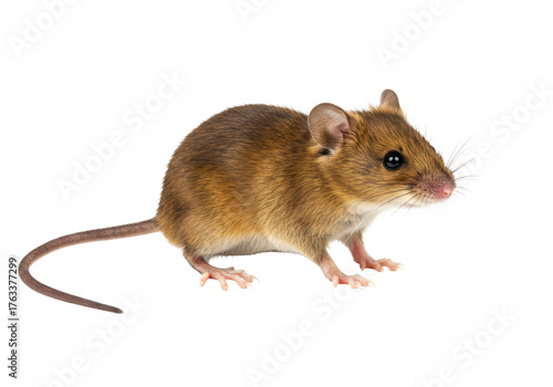 Foto Isolated Deer Mouse, brown rodent, mammal, and animal is sitting or standing sti