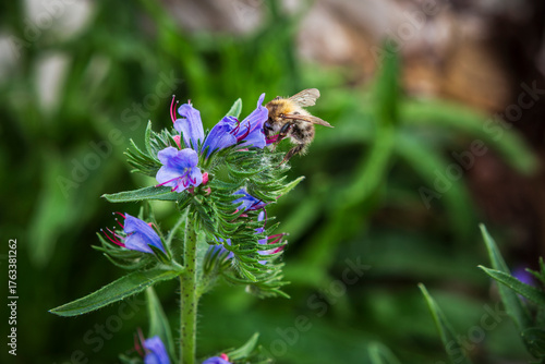 Biene auf der Blüte von einem Natternkopf