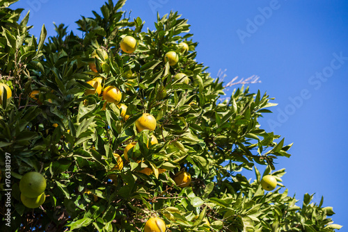 Gelbe Bergamotten am Baum in Griechenland