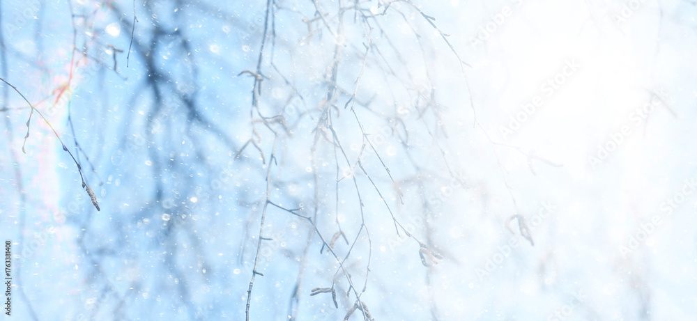 Fototapeta premium Winter park, abstract background, snow, blurred trees, festive backdrop
