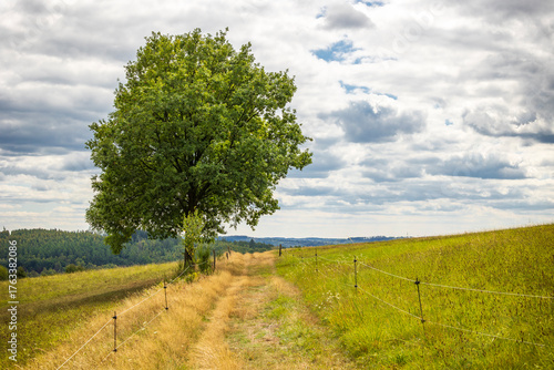 Baum vor Wolkenhimmel an einem Feldweg im Sommer