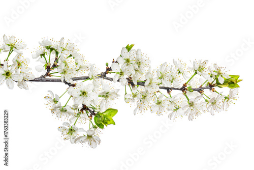 White plum blossom branch isolated on white background. Tree flowers herald spring concept.