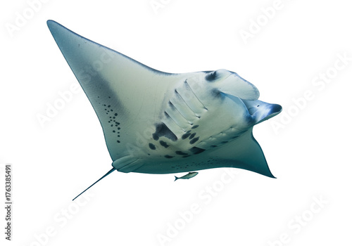 Photography Isolated manta ray swims alone underwater, ocean habitat, with remora fish, sea