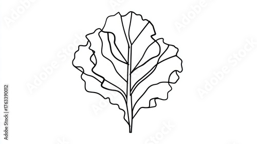 Outlined kale leaf illustration