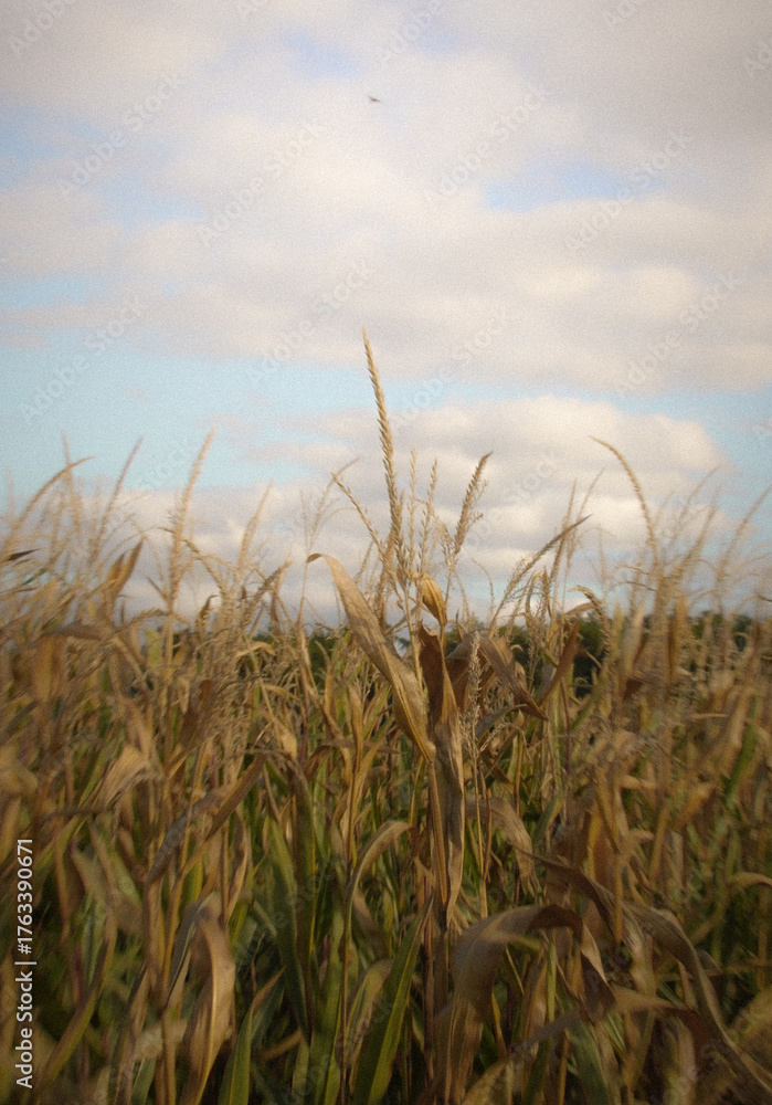 Fototapeta premium grass and sky 
