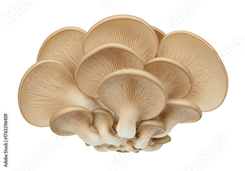 Isolated Oyster Mushrooms bunch, beige fungi with gills, uncooked pleurotus ostreatus, healthy food