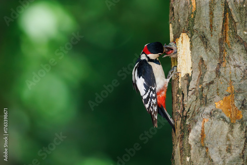 Great spotted woodpecker feeding chick at nest hole in tree trunk, showing parental care and wildlife behavior in natural forest habitat with green background. Perfect for bird and nature photography.