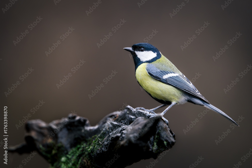 Naklejka premium Great tit (Parus major) perched on mossy branch, side view against brown blurred background. Vibrant yellow, black, and white plumage, classic songbird in natural woodland setting, detailed wildlife p