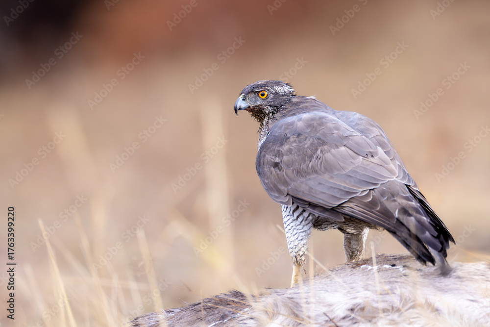 Fototapeta premium Northern goshawk (Accipiter gentilis) standing on prey in dry grassland. Powerful raptor with piercing yellow eyes and gray plumage, showcasing hunting behavior and wild predator presence in nature