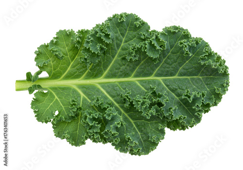 Isolated fresh leaf of green kale vegetable for healthy eating and plant based recipes