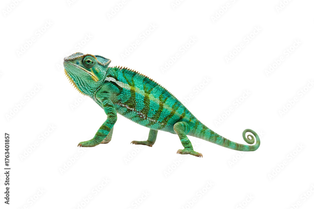 Obraz premium Green chameleon with curled tail and textured scales, tropical lizard standing in profile view, isolated on a transparent background