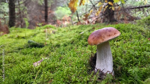 Forest scene featuring a large brown mushroom growing among moss and fallen branches on a rainy day