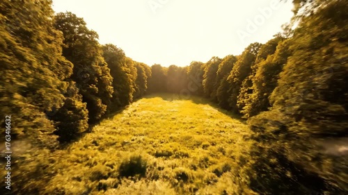 Drone flies forward over a dense ancient forest, approaching a hidden sun-drenched clearing light, beautiful, clearing
