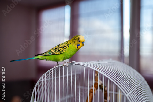 Green young budgerigar sitting on cage at home, colorful pet parakeet bird close up