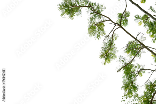New green leaves on a  branch. Young fresh foliage of tree. Set of isolated object on a white background. Spring time