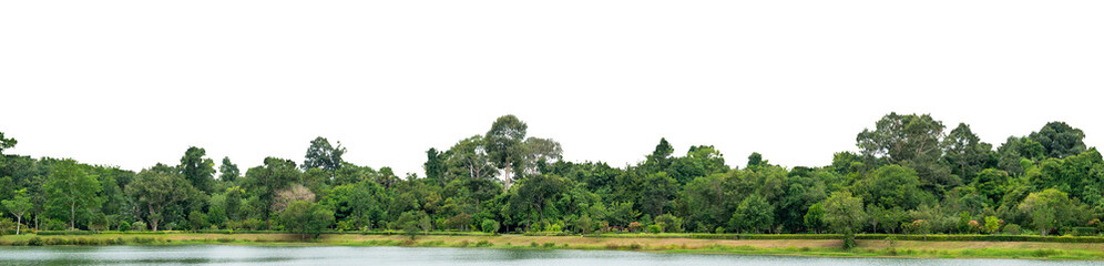 Natural green forest tree line with transparent background PNG for design and creative projects. natural forest, tree line, green trees, nature PNG isolated