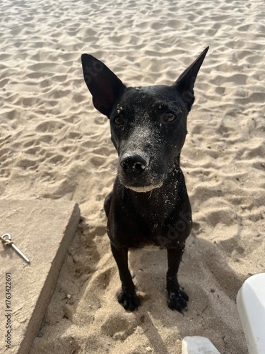 Curious black dog on a sandy beach