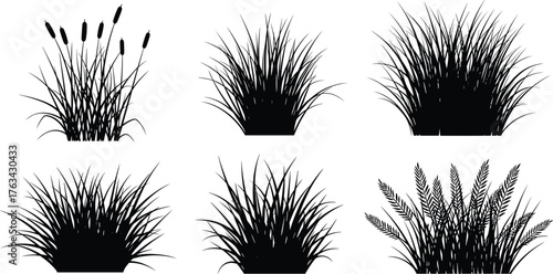 Grass silhouette, reed plants, botanical vector, black foliage, wetland illustration, nature clipart, wild grass, cattail, wheat, landscape design
