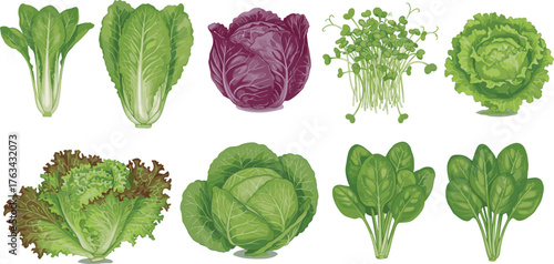 Fresh organic green and red lettuce, cabbage, and spinach vegetable collection illustration, healthy salad leaves set isolated on white background, vector design