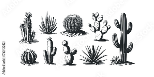 Collection of desert plants including various cacti and succulents