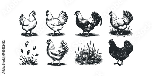 Farmhouse poultry collection featuring hens and eggs