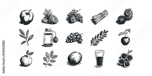 Collection of Hand Drawn Fruits and Botanicals