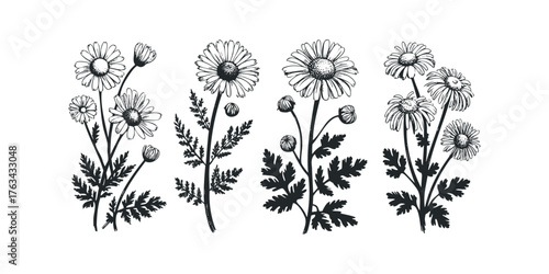 Line art daisy and buds arrangement with foliage