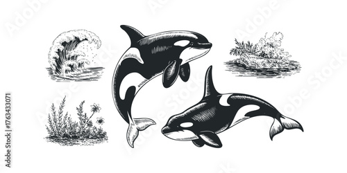 Two Orcas Swim Near Sea Life and Crashing Wave