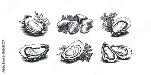 Set of six hand-drawn oyster illustrations with herbs