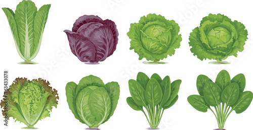 Fresh organic green and red lettuce, cabbage, and spinach vegetable collection illustration, healthy salad leaves set isolated on white background, vector design