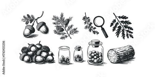 Collection of Forest Elements and Scientific Tools