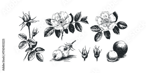 Botanical Drawing of Rose Hip Flowers and Berries
