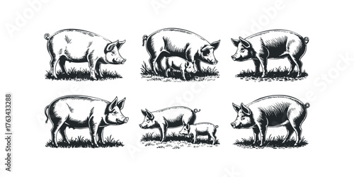 Collection of six vintage style pig drawings