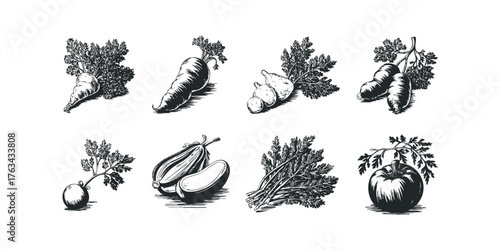Collection of Vintage Style Vegetable Illustrations