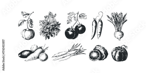 Line art collection of fresh produce and herbs