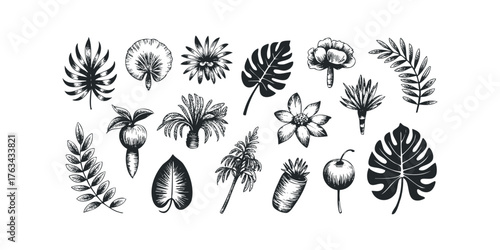 Collection of Tropical Botanical Illustrations with Leaves and Flowers