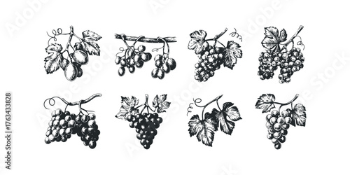 Collection of Ink Drawings Featuring Grape Clusters and Leaves