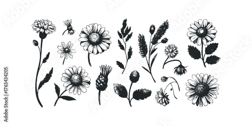 Black and white hand drawn wildflowers and grasses