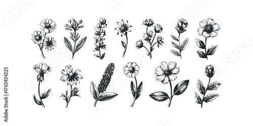 Collection of Hand Drawn Botanical Floral Elements