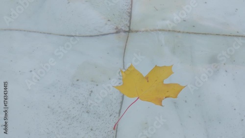 Yellow autumn leaf gracefully dances on water surface, camera performs a smooth zoom in capturing motion. Yellow autumn leaf dance on water surface 