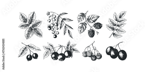 Collection of Hand Drawn Berries and Leaves