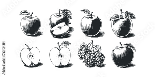 Hand Drawn Apples and Berries Collection