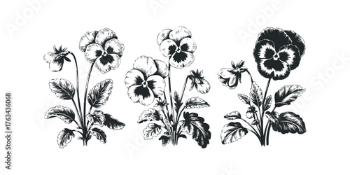 Hand drawn pansy flowers with leaves isolated on white