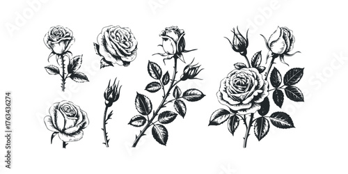 Collection of Black and White Rose and Bud Sketches